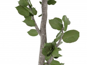 Collection Plant Vol 37 - Blender Model Modello 3D