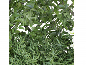 Collection Plant Vol 72 - Blender Model 3D 모델