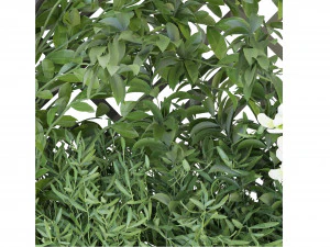 Collection Plant Vol 72 - Blender Model 3D Model