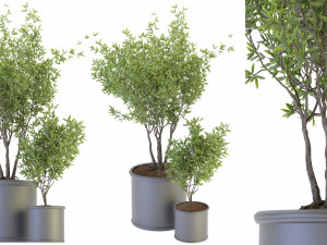 Collection Plant Vol 93 - Blender Model Model 3D