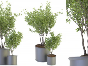 Planta de Cole&ccedil;&atilde;o Vol 93 - Modelo Blender Modelo 3D