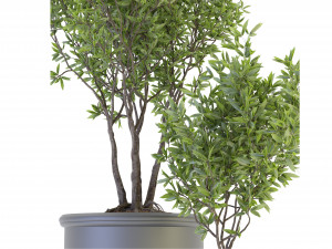 Collection Plant Vol 93 - Blender Model 3Dモデル