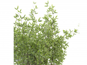Collection Plant Vol 93 - Blender Model 3Dモデル