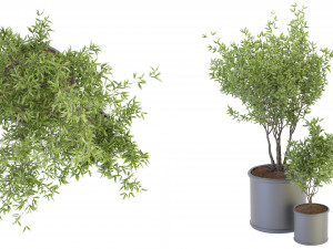 Collection Plant Vol 93 - Blender Model 3Dモデル