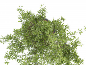 Collection Plant Vol 93 - Blender Model 3Dモデル