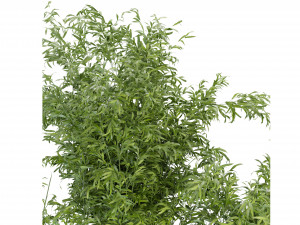 Collection Plant Vol 96 - Blender Model 3Dモデル