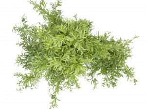 Collection Plant Vol 96 - Blender Model 3Dモデル