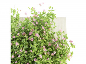 Collection Plant Vol 105 - Blender Model Model 3D