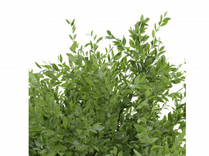 Collection Plant Vol 106 - Blender Model 3D Model