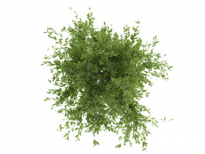 Collection Plant Vol 106 - Blender Model 3D Model