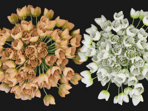 Collection Plant Vol 114 - Blender Model 3D Model