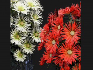 Collection Plant Vol 115 - Blender Model Model 3D