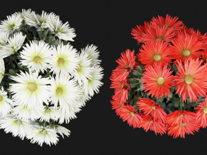 Collection Plant Vol 115 - Blender Model Model 3D