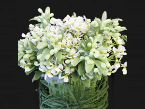 Collection Plant Vol 123 Blender Model 3D Model