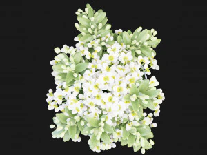 Collection Plant Vol 123 Blender Model 3D Model