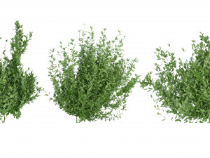Collection Plant Vol 124 - Blender Model 3D 모델