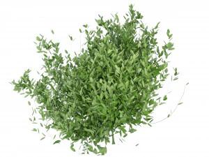 Collection Plant Vol 124 - Blender Model 3D Model