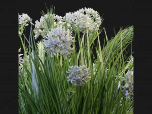Collection Plant Vol 138 - Blender Model 3D Model