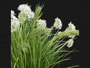 Collection Plant Vol 138 - Blender Model 3D Model