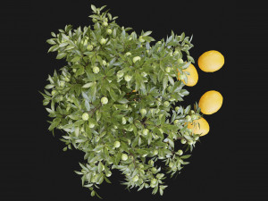 Collection Plant Vol 153 - Blender Model 3D Model