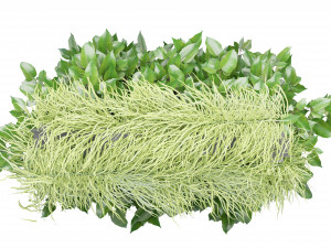 Collection Plant Vol 168 - Blender Model Modelo 3D