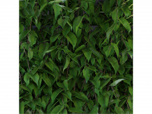 Collection Plant Vol 168 - Blender Model Modelo 3D