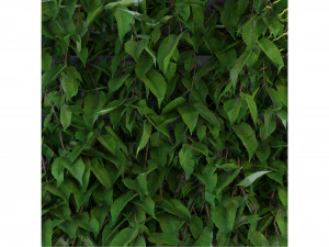 Collection Plant Vol 168 - Blender Model 3D Model