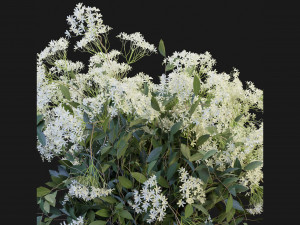 Collection Plant Vol 175 - Blender Model 3D Model