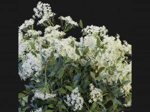 Collection Plant Vol 175 - Blender Model 3D Model