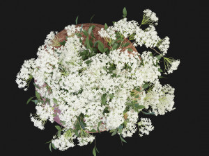 Collection Plant Vol 175 - Blender Model 3D Model