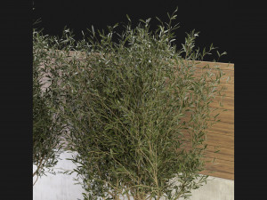 Collection Plant Vol 196 - Blender Model 3D Model