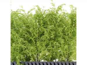 Collection Plant Vol 206 - Blender Model 3D Model