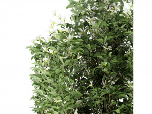 Collection Plant Vol 207 - Blender Model 3D Model