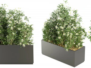 Planta de Cole&ccedil;&atilde;o Vol 207 - Modelo Blender Modelo 3D