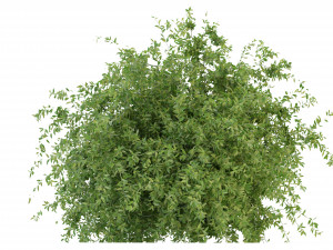 Collection Plant Vol 226 - Blender Model Model 3D