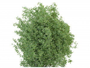 Collection Plant Vol 226 - Blender Model Model 3D
