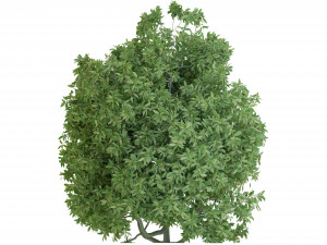 Collection Plant Vol 226 - Blender Model Model 3D