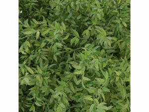 Collection Plant Vol 226 - Blender Model Model 3D