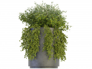 Collection Plant Vol 232 - Blender Model Modelo 3D