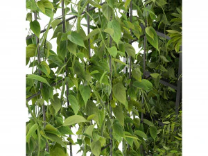Collection Plant Vol 246 - Blender Model 3D Model