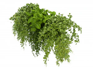 Collection Plant Vol 248 - Blender Model 3D Model
