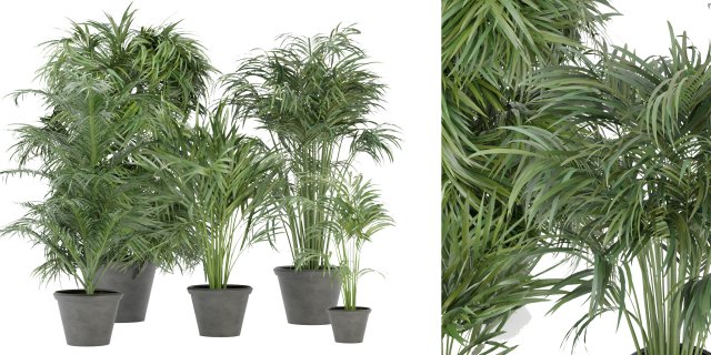Collection Plant Vol 256 - Blender Model Modelo 3D .c4d .max .obj .3ds .fbx .stl .blend