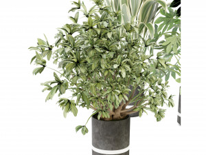 Collection Plant Vol 263 - Blender Model Modelo 3D