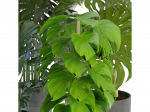 Collection Plant Vol 264 - Blender Model 3D Model