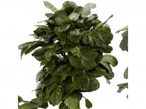 Collection Plant Vol 270 - Blender Model 3D Model