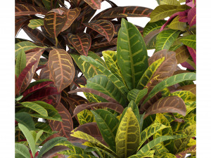 Collection Plant Vol 271 - Blender Model 3Dモデル