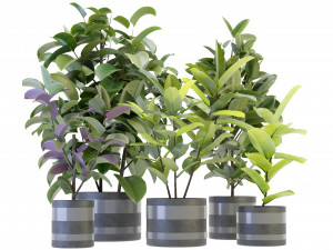 Collection Plant Vol 272 - Blender Model Modello 3D