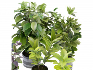 Collection Plant Vol 272 - Blender Model Modello 3D