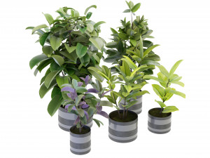 Collection Plant Vol 272 - Blender Model Modello 3D