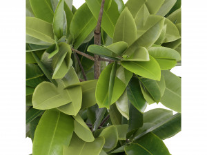 Collection Plant Vol 272 - Blender Model Modello 3D